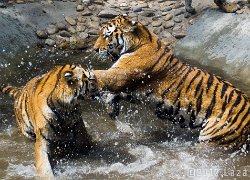 Tigers play  at Budapest Zoo, Hungary